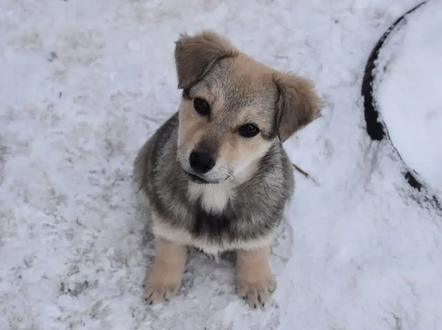 Щенки в добрые руки - Животные в Неизвестно