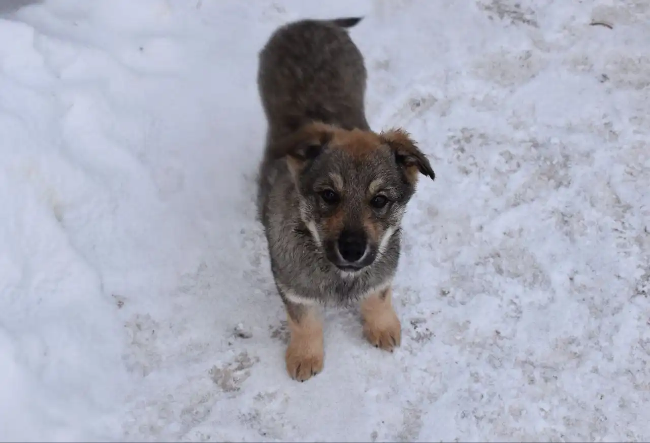 Щенки в добрые руки - Собаки (Животные) в Неизвестно