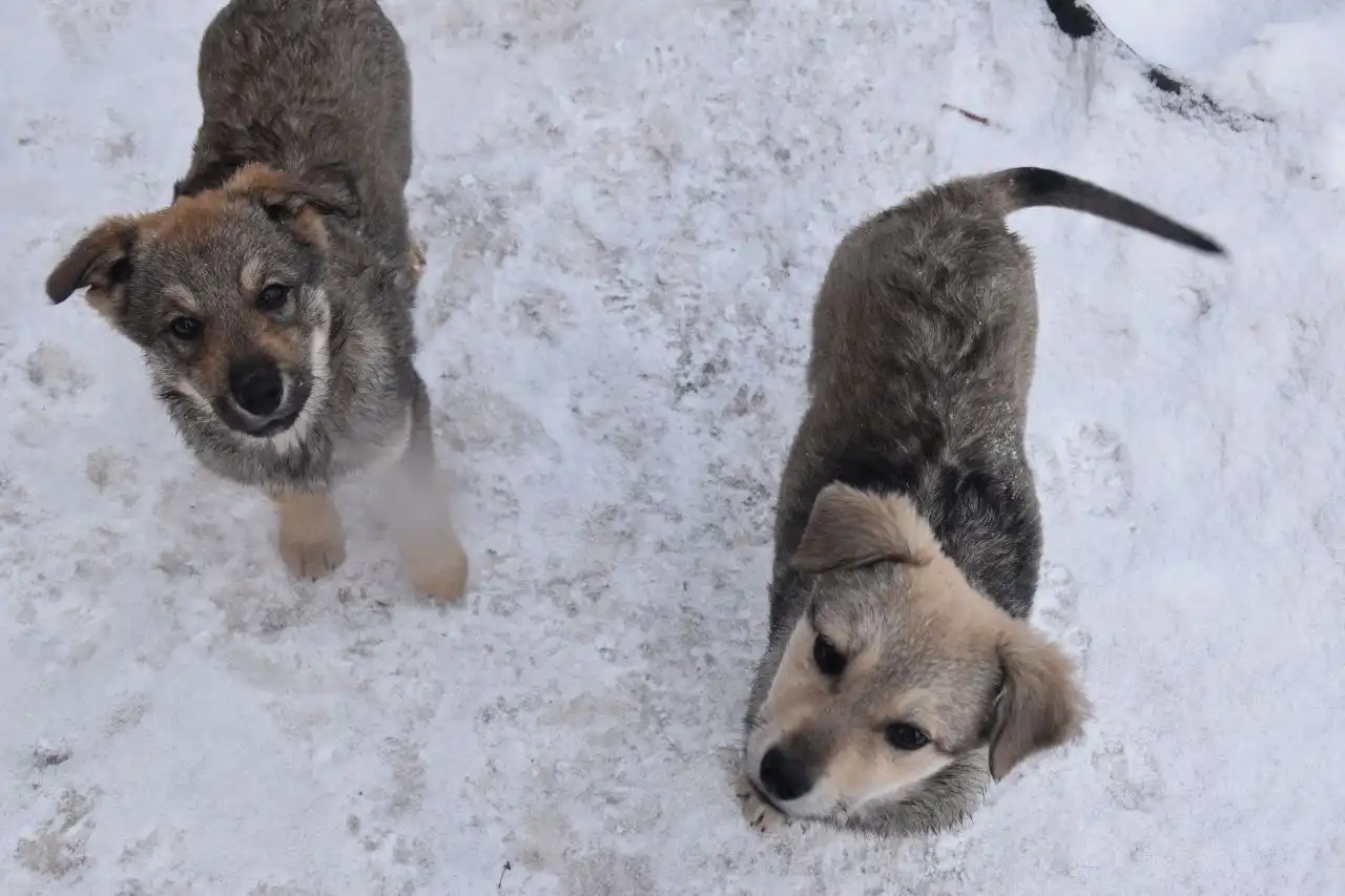 Щенки в добрые руки - Собаки (Животные) в Неизвестно