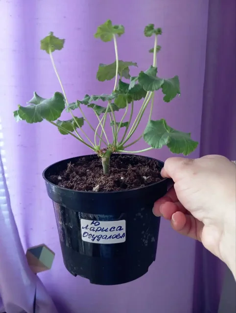 Продажа сортовых пеларгоний в технических горшках - Хобби и отдых в Неизвестно