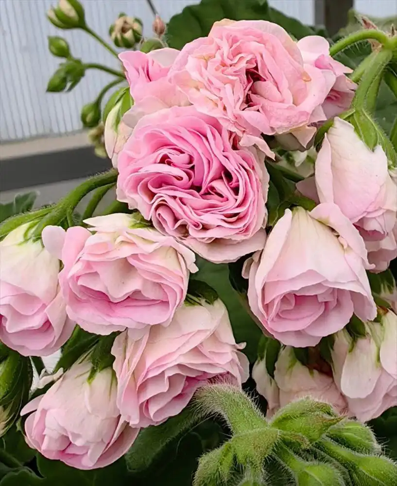 Продажа сортовых пеларгоний в технических горшках - Растения (Хобби и отдых) в Неизвестно