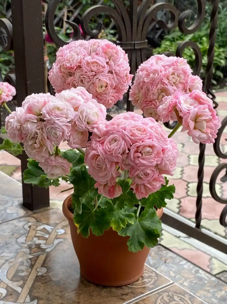 Продажа сортовых пеларгоний в технических горшках - Растения (Хобби и отдых) в Неизвестно