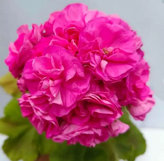 Продажа сортовых пеларгоний в технических горшках - Растения (Хобби и отдых) в Неизвестно