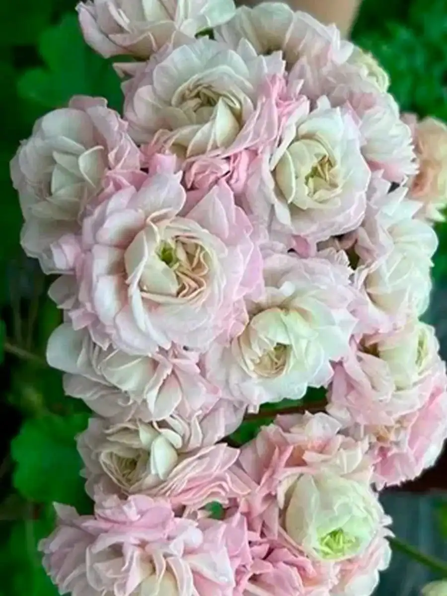 Продажа сортовых пеларгоний в технических горшках - Растения (Хобби и отдых) в Неизвестно