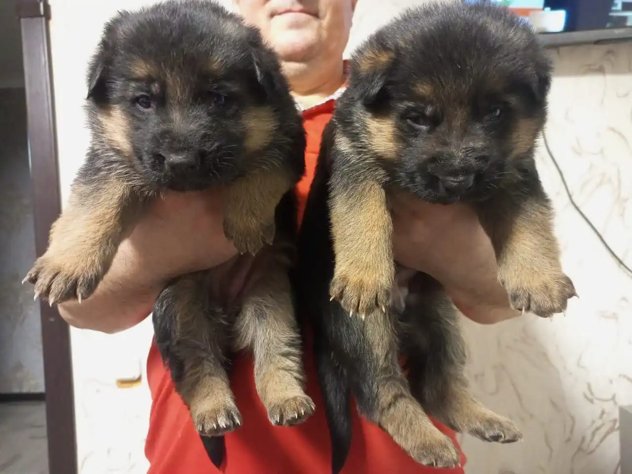 Щенки немецкой овчарки - Собаки (Животные) в Самарская область