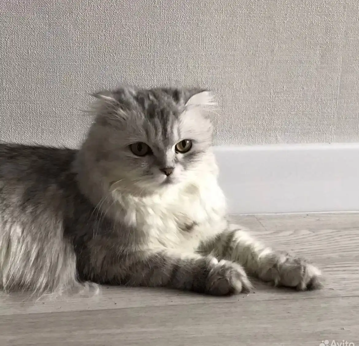 Кошка 4 года в добрые руки - Кошки (Животные) в Самарская область