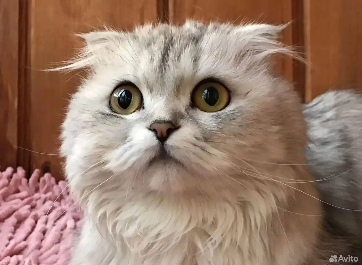 Кошка 4 года в добрые руки - Кошки (Животные) в Самарская область