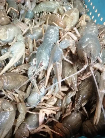 Волжские раки в наличии и на заказ - Медикаменты в Самара