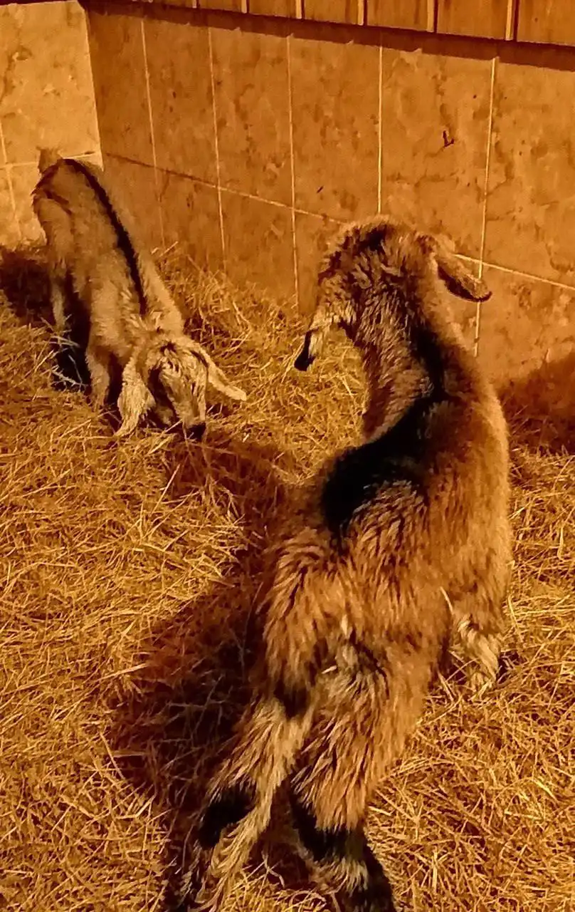 Продам козлика с удойными линиями - Сельскохозяйственные животные (Животные) в Борское