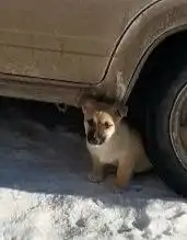 Щенки мелких пород - Собаки (Животные) в Самарская область