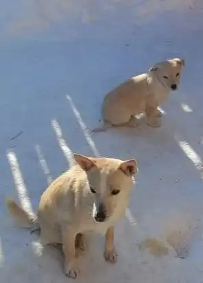 Щенки мелких пород - Собаки (Животные) в Самарская область