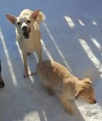 Щенки мелких пород - Собаки (Животные) в Самарская область