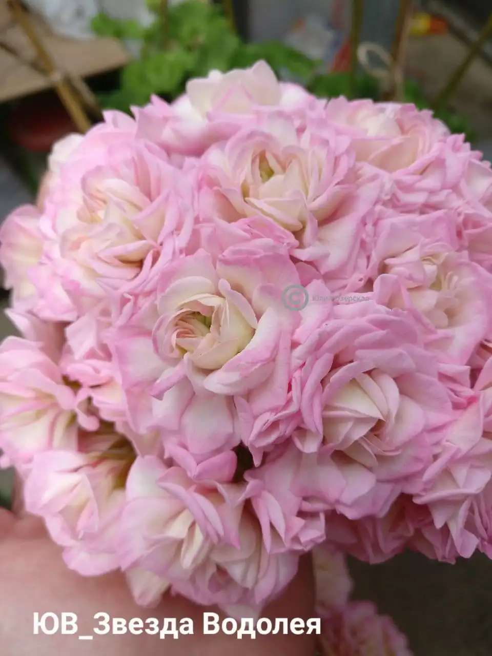 Продажа сортовой пеларгонии - Растения (Хобби и отдых) в Александровское поле