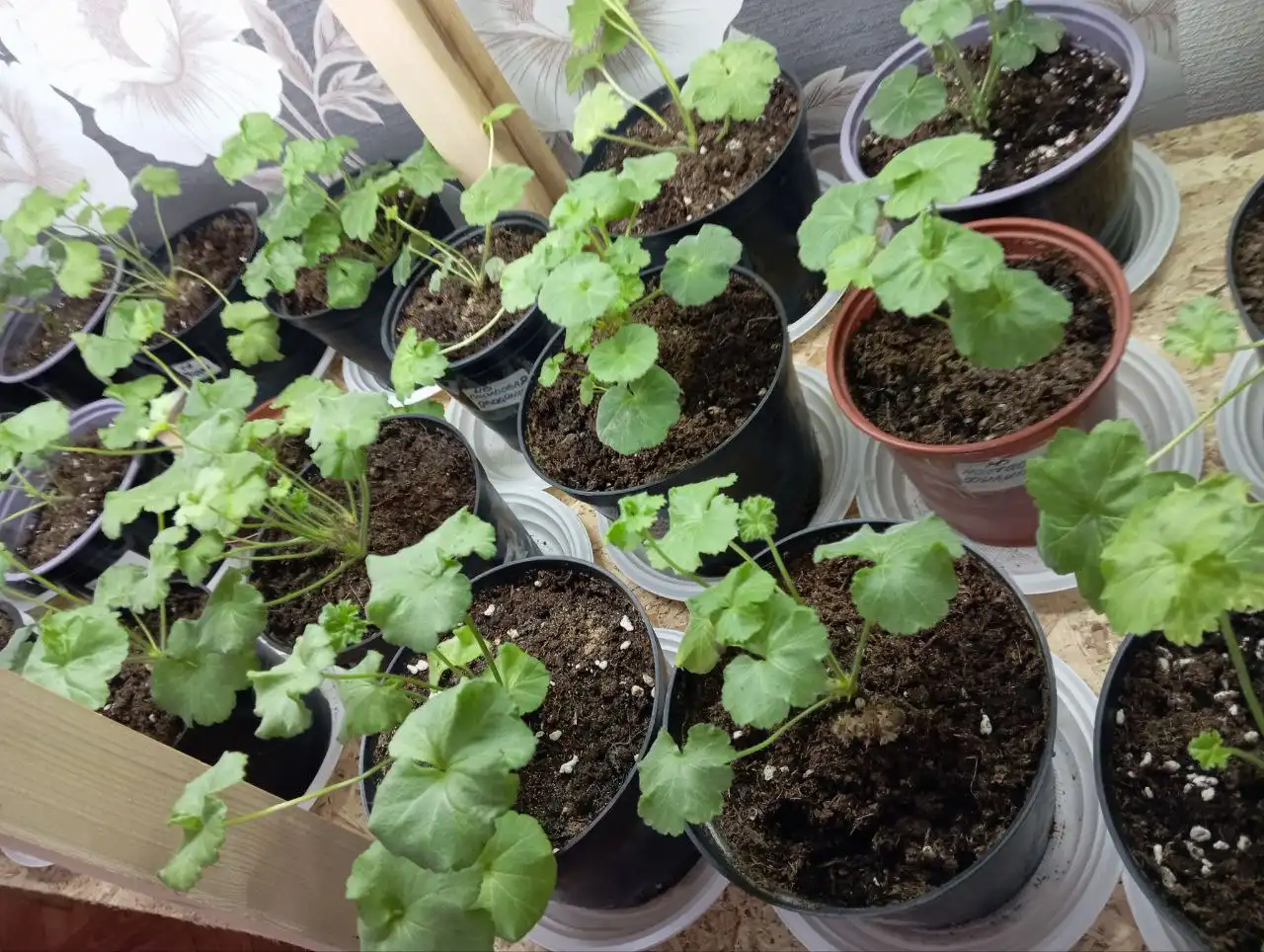 Продажа сортовой пеларгонии - Растения (Хобби и отдых) в Александровское поле