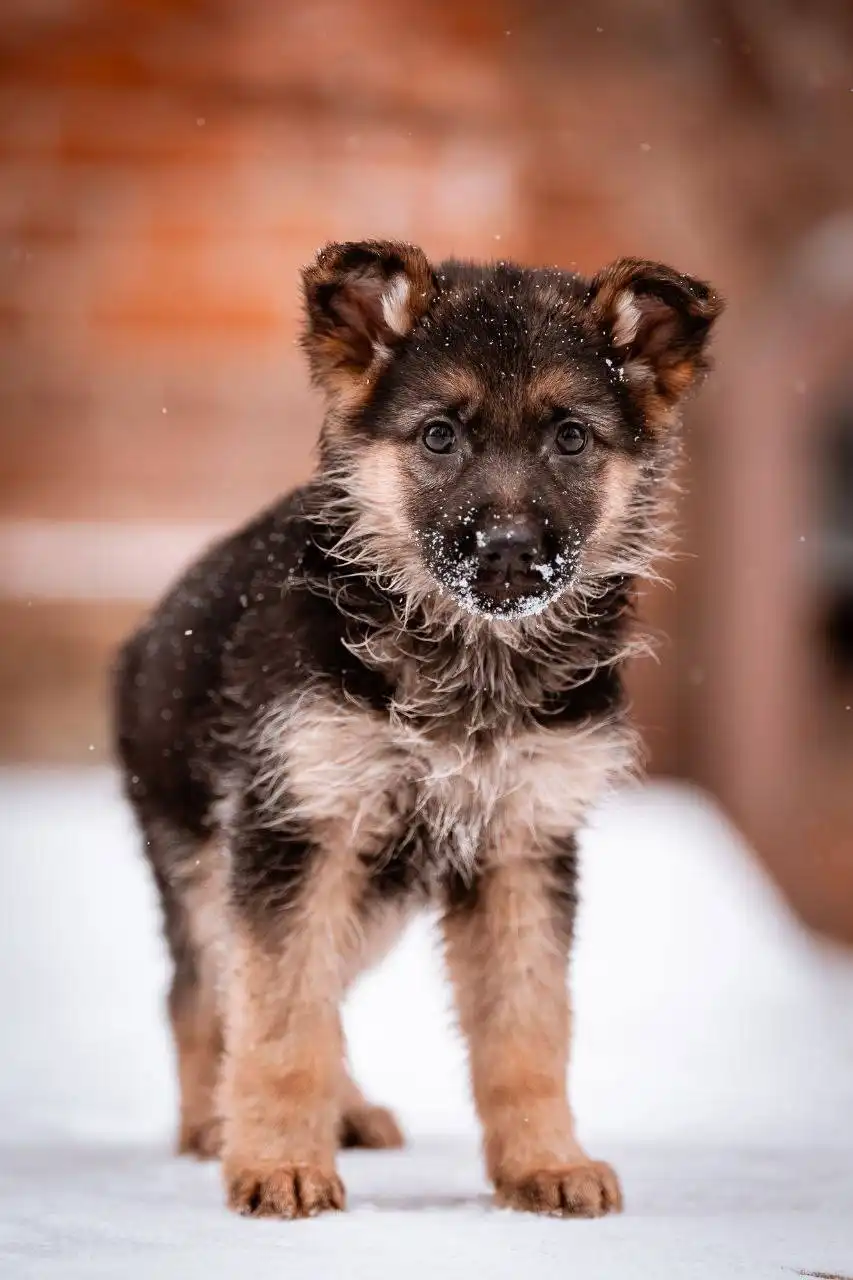 Щенки немецкой овчарки готовы к переезду - Собаки (Животные) в Самарская область