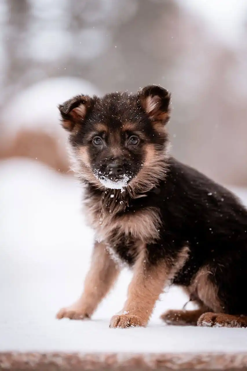 Щенки немецкой овчарки готовы к переезду - Собаки (Животные) в Самарская область