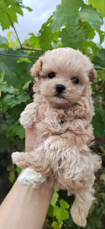 Щенок мальтипу ф1 мини