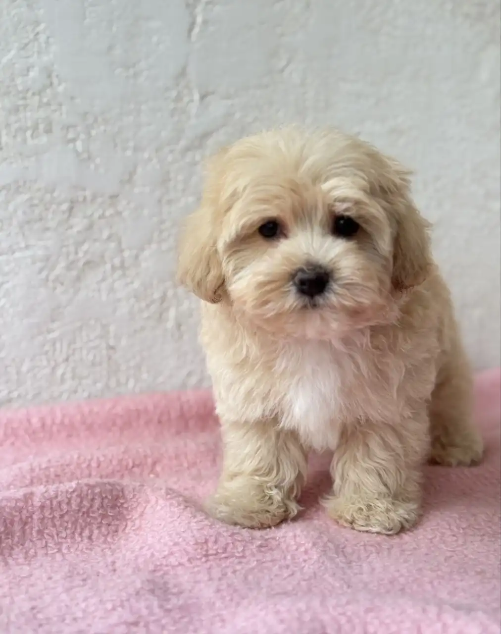 Отдам в добрые руки булочку