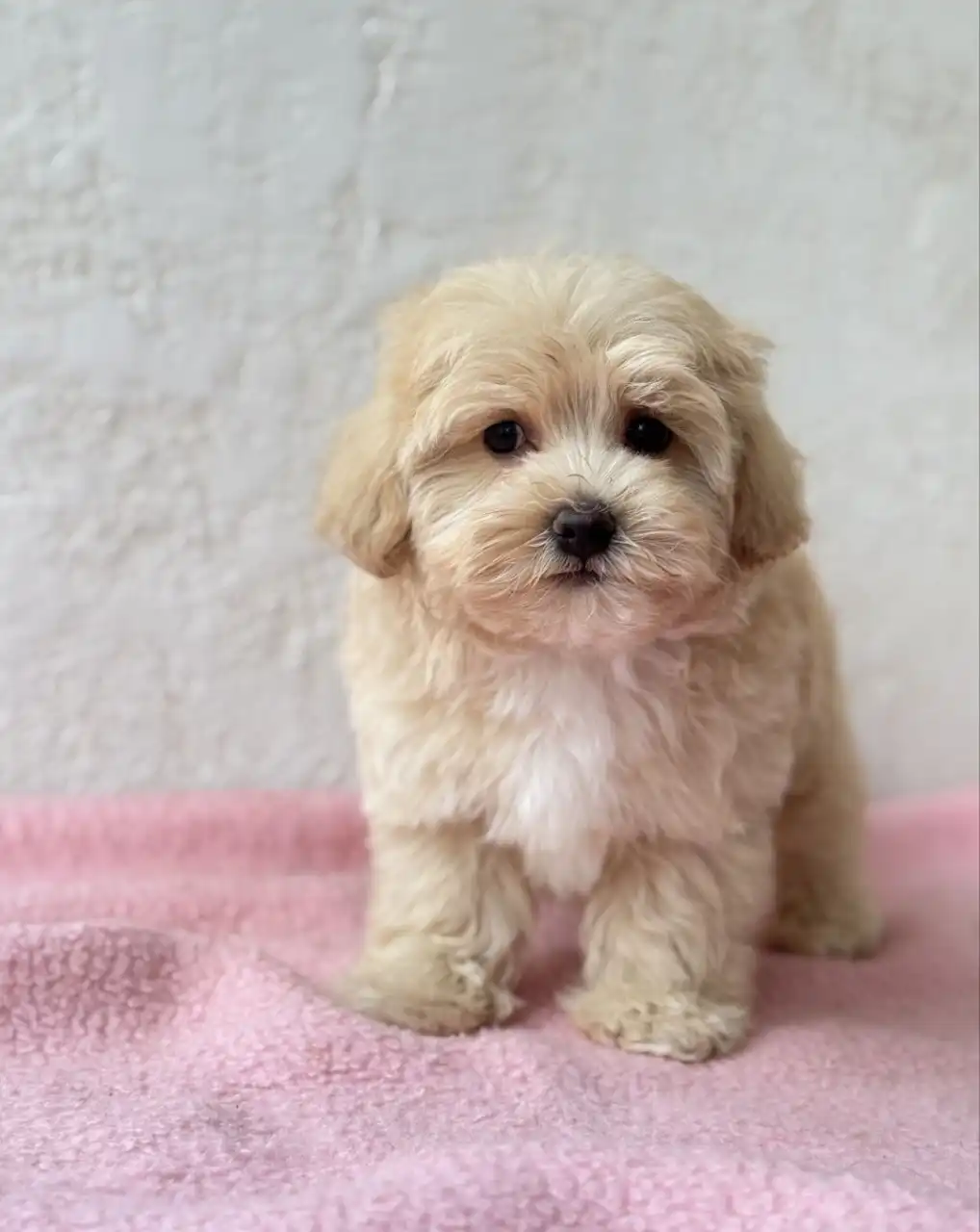 Отдам в добрые руки булочку