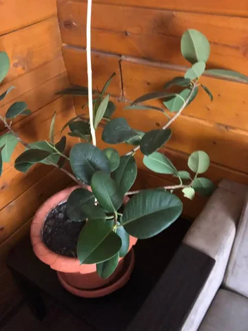 Продам фикус - Сумки и чемоданы в Уфа