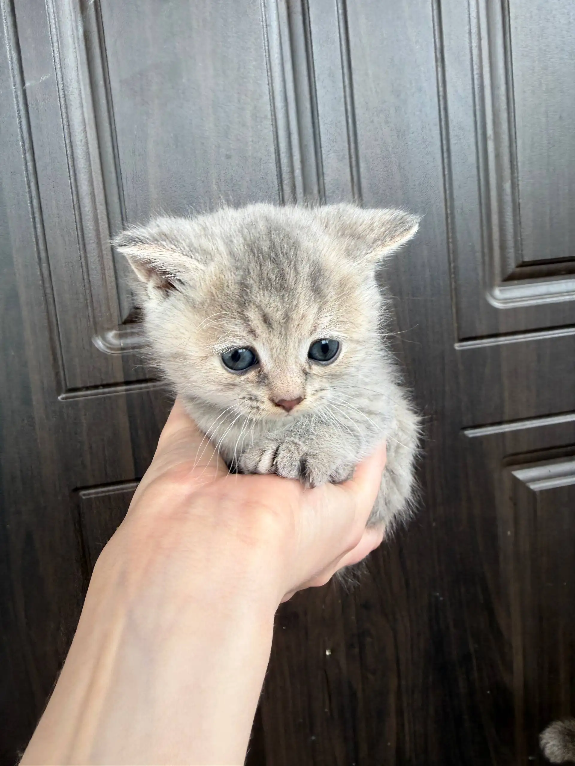 Отдам котенка девочку - Кошки (Животные) в Уфа