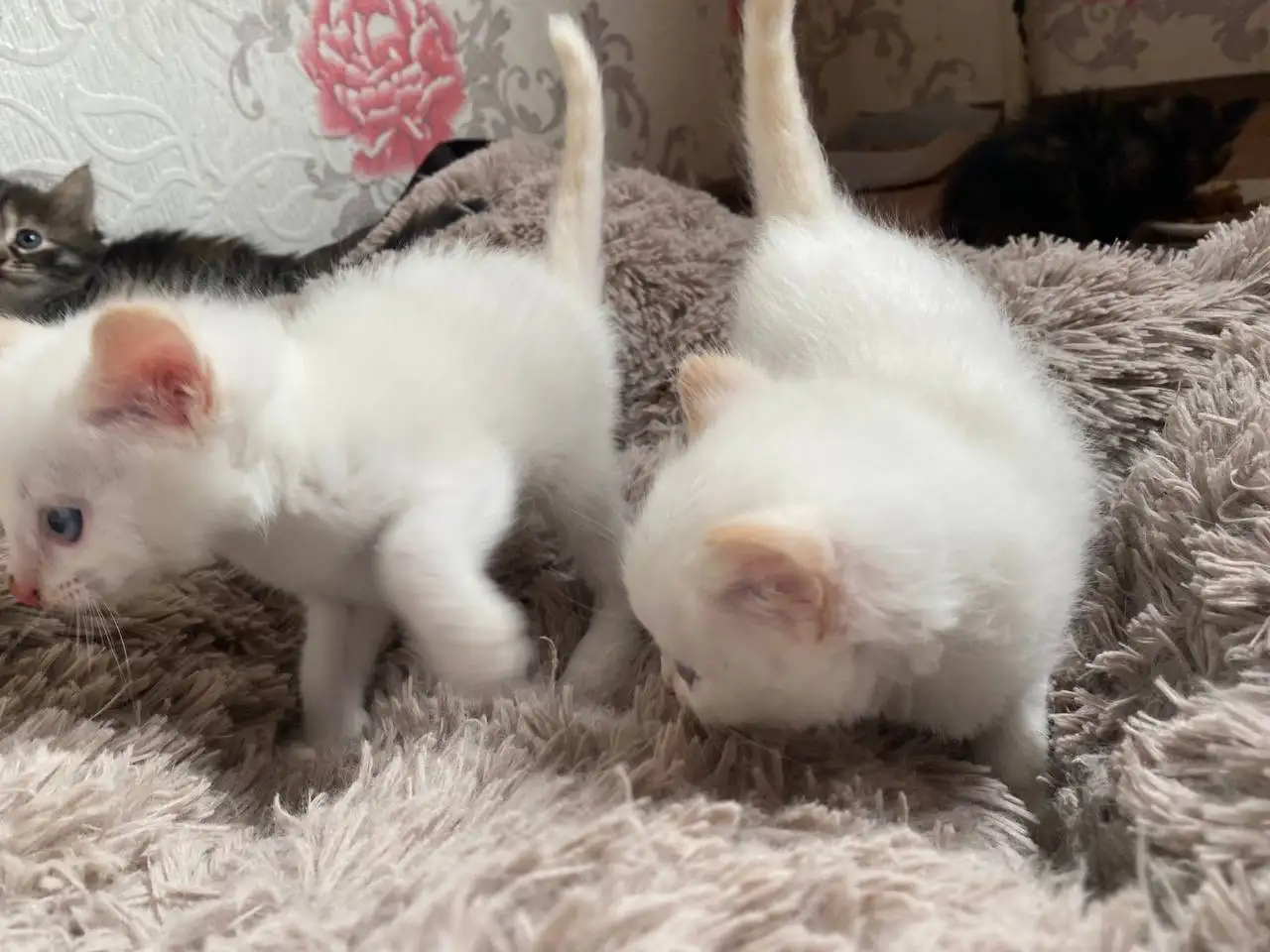 Отдам котят в добрые руки - Кошки (Животные) в Уфа