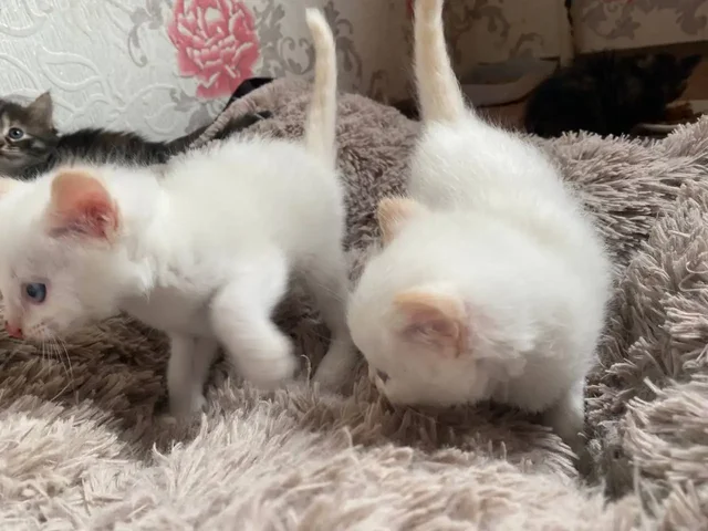 Отдам котят в добрые руки - частное объявление в Уфа