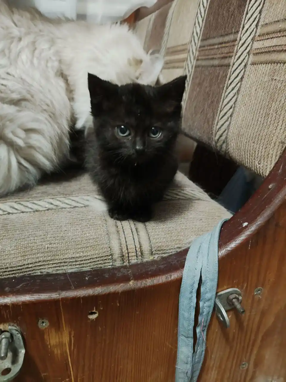 Маленькая черненькая девочка ищет хозяев