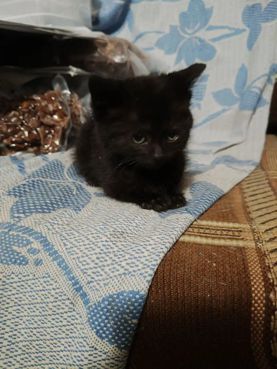 Маленькая черненькая девочка ищет хозяев