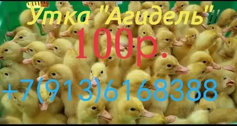 Продам компьютер и монитор - Электроника в Омск