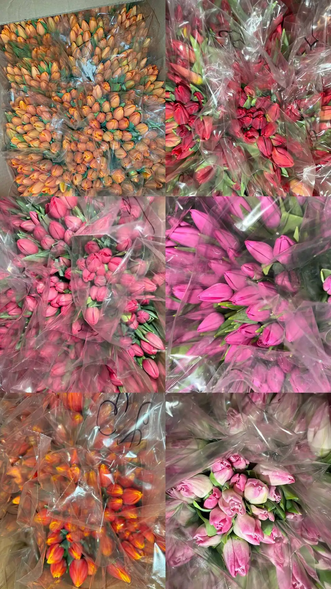 Тюльпаны разных цветов в наличии - Цветы (Хобби и отдых) в Казань