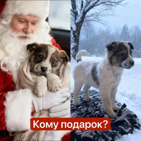 Щенок для охраны частного дома - Животные в Емельяново