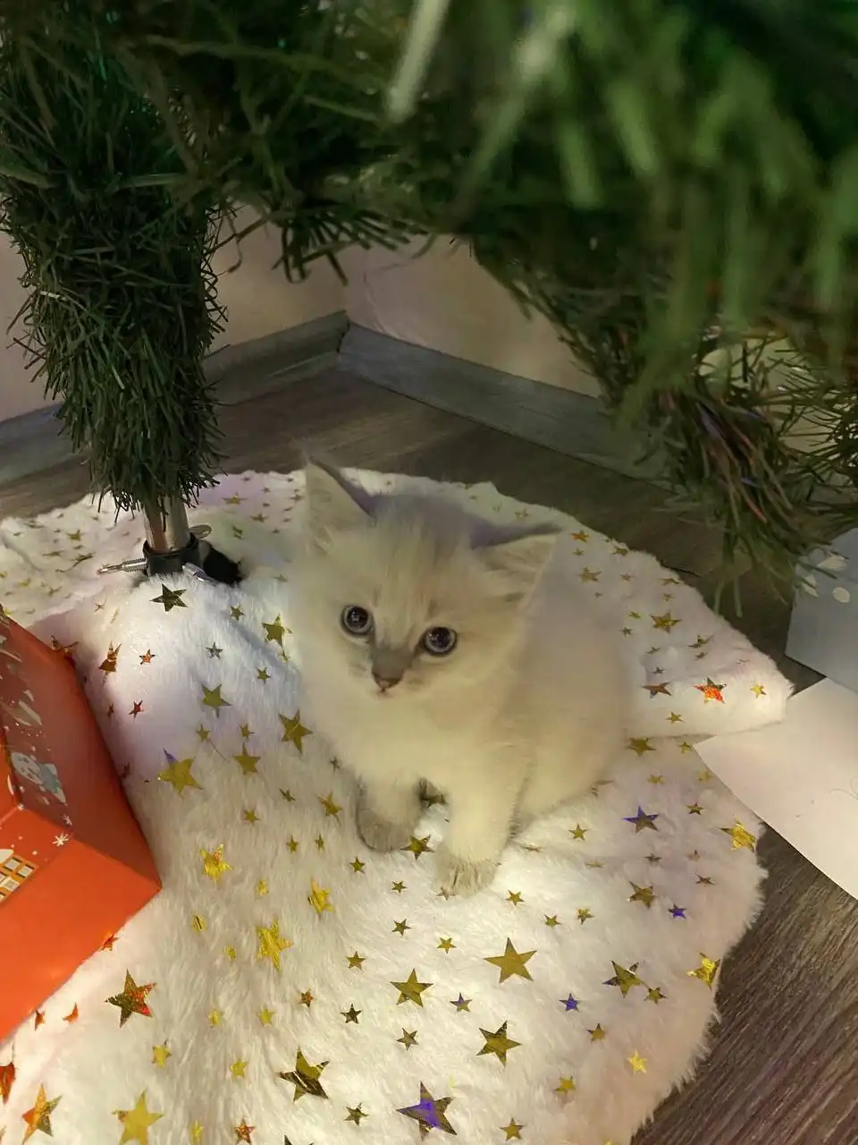 Отдам кошечку полтора месяца