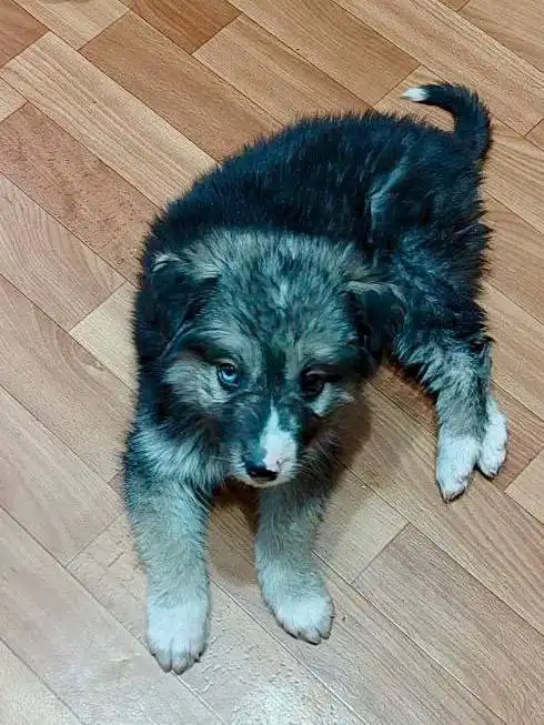 Щенок Харли ищет дом