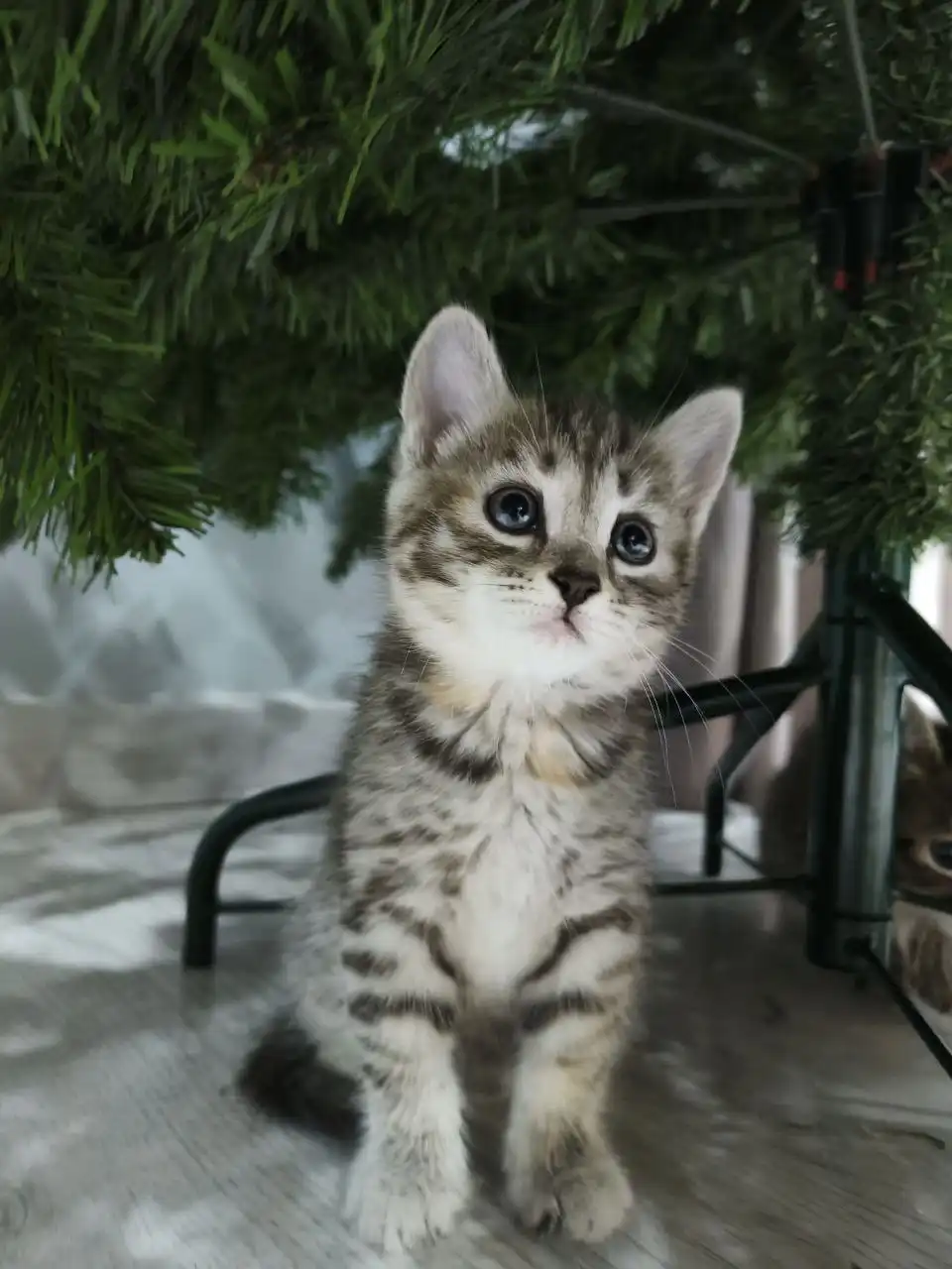 Отдам котят в дар