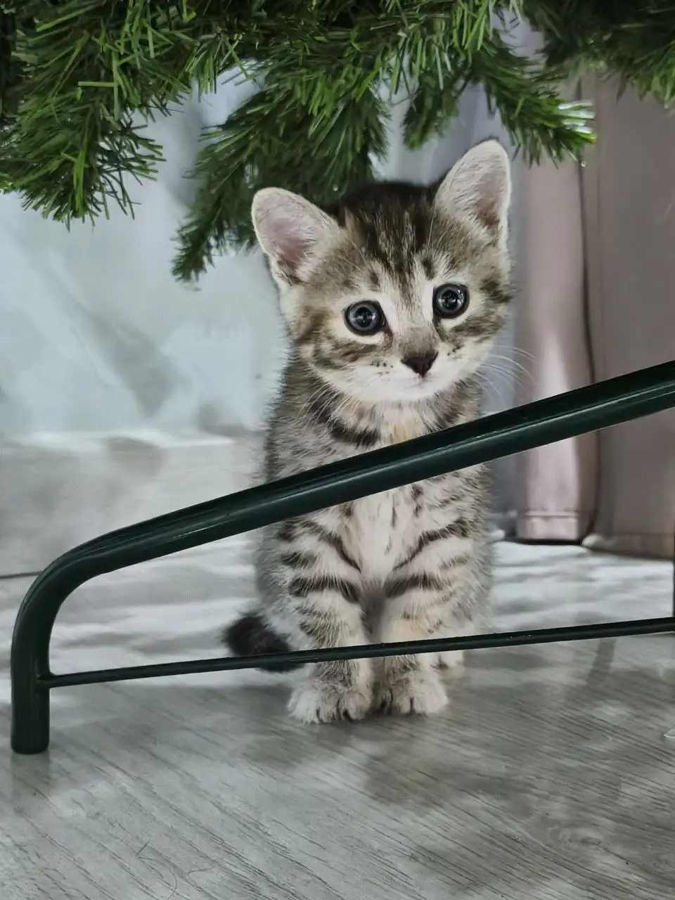 Отдам котят в дар