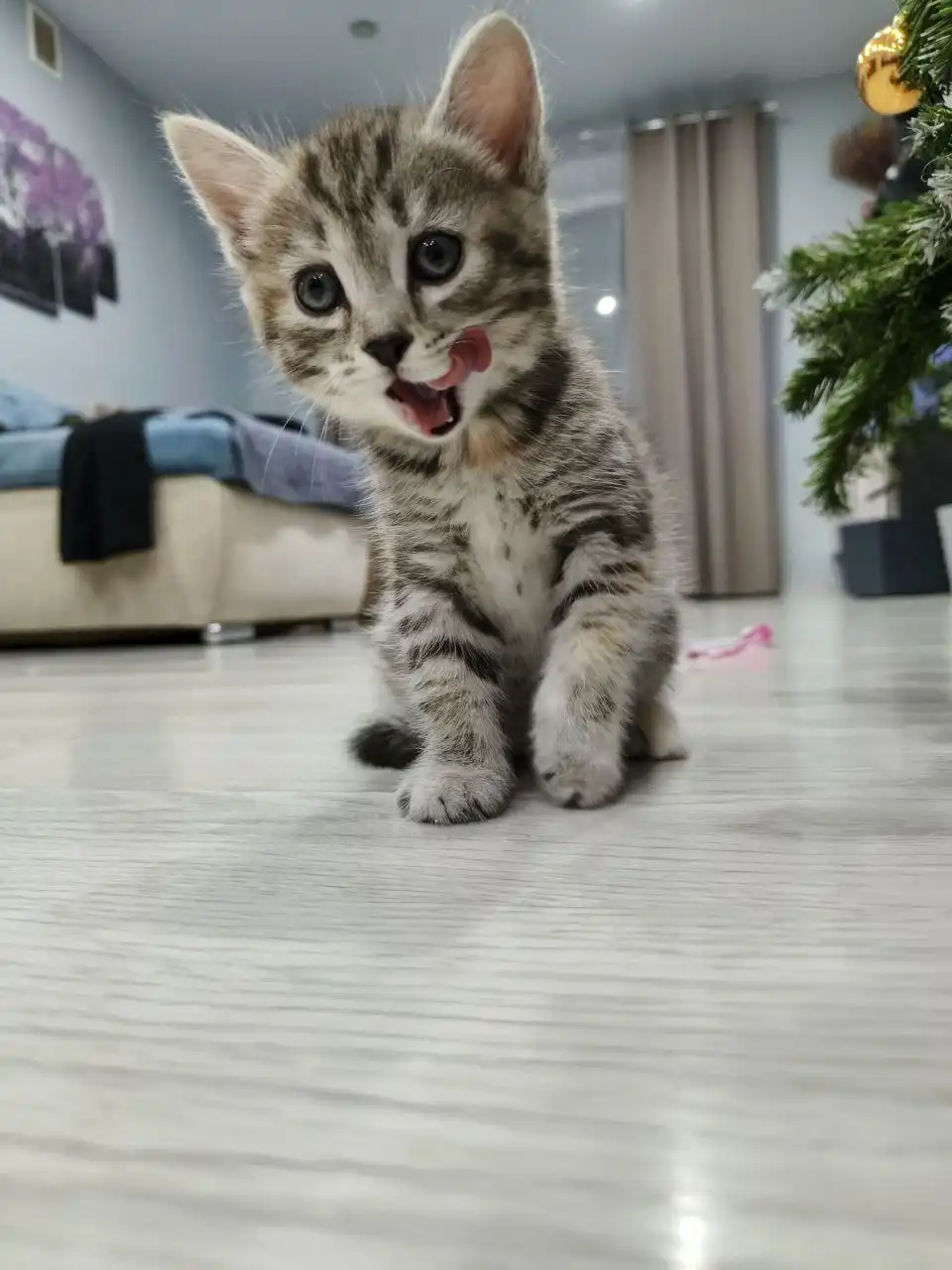 Отдам котят в дар