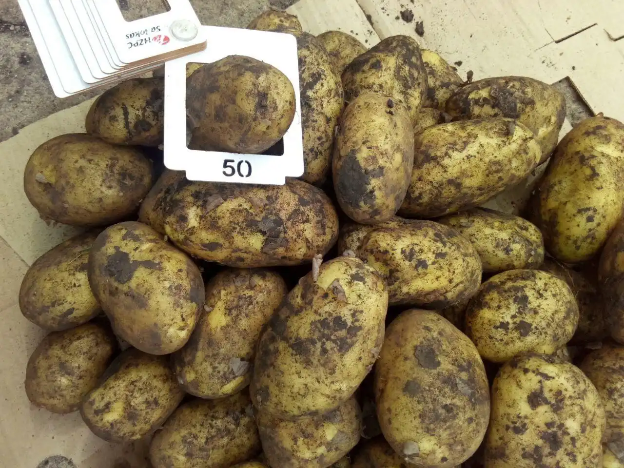 Продам картофель сорт Вега