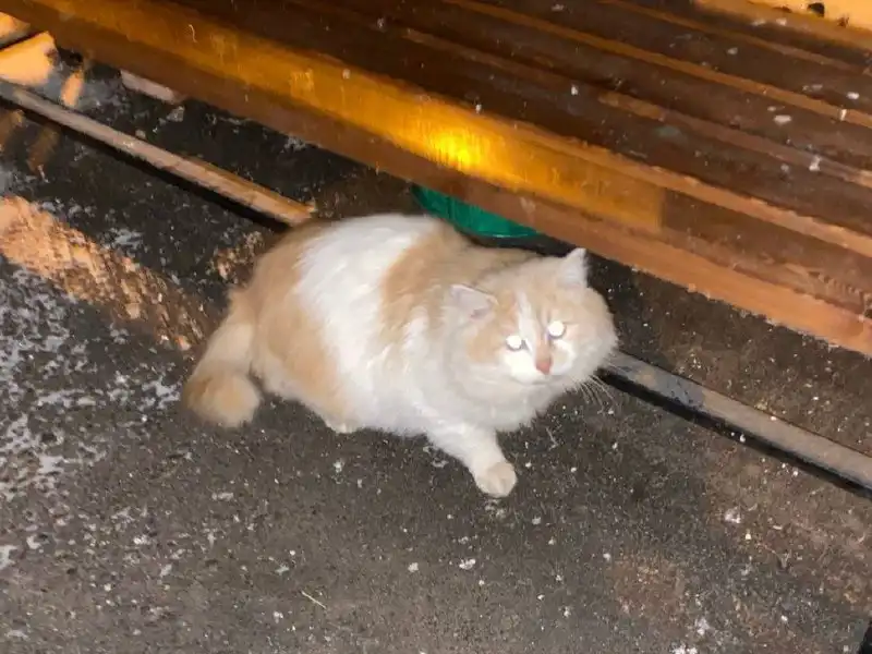 Красавец ищет дом