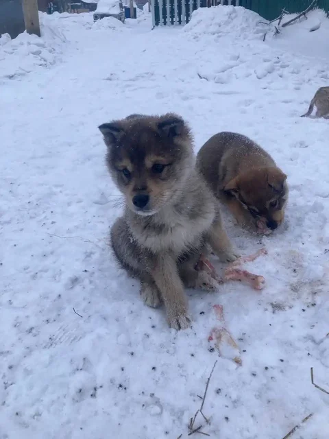 Щенки ищут дом в Емельяново - частное объявление в Емельяново