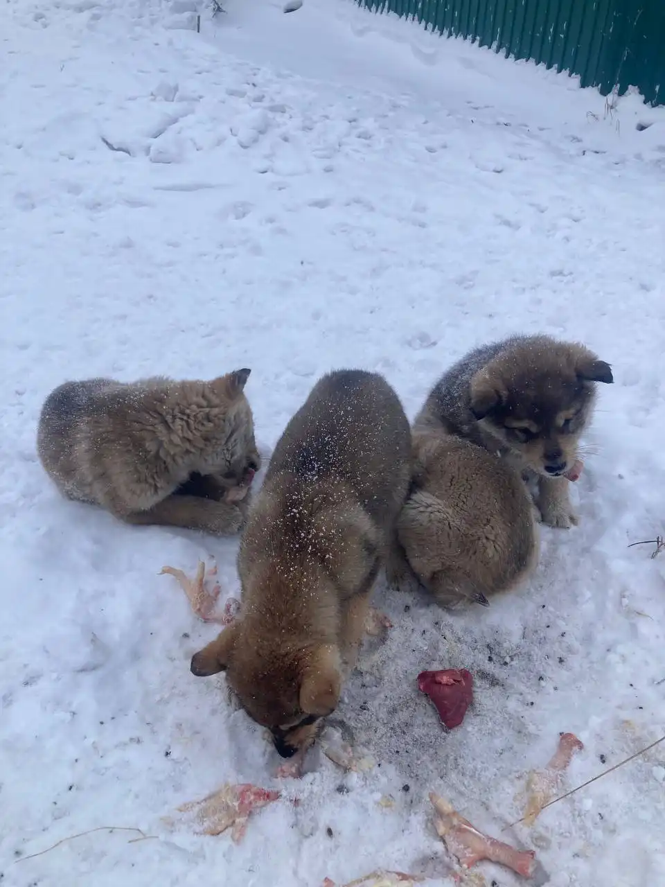 Щенки ищут дом в Емельяново