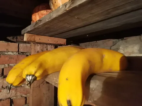 Остатки кабачков - частное объявление в Красноярск