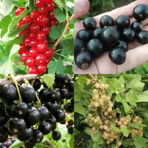 Саженцы черной смородины крупноплодных сортов - Растения в Красноярск