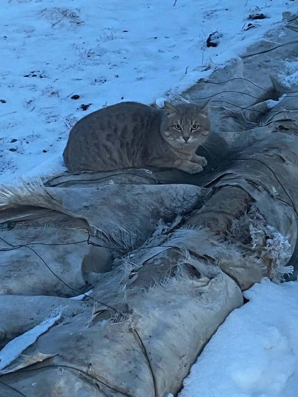 Объявление из Емельяново