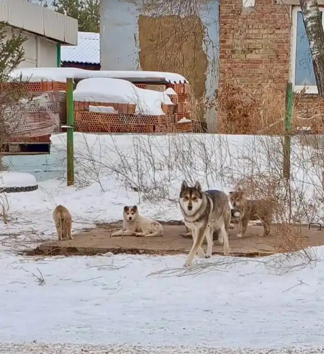 Молодая мать-лайка с 6 детьми ищет дом