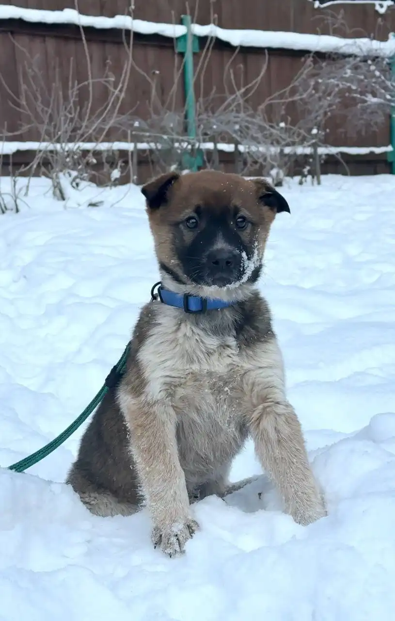 Щенок для охраны