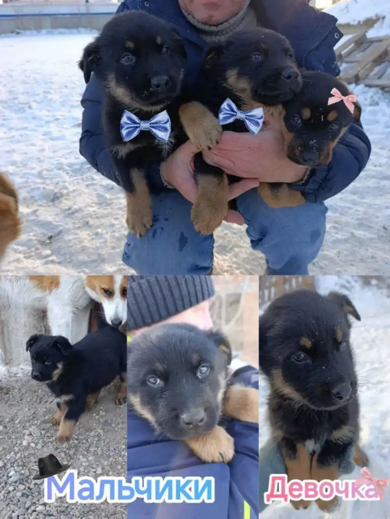 Срочный пристрой щенков в Емельяново