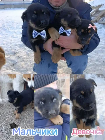 Срочный пристрой щенков в Емельяново - частное объявление в Емельяново