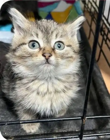 Малышка котёнок в добрые руки