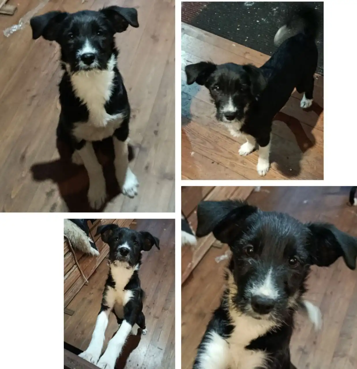 Котенок, девочка, 4 месяца, обработка от паразитов